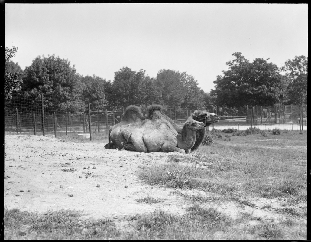 Camels - mother & young - Franklin Park Zoo