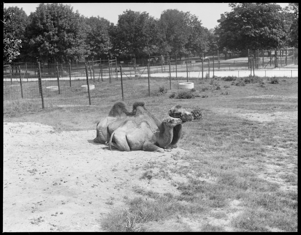 Camels - mother & young - Franklin Park Zoo