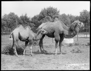 Camel - mother & young - Franklin Park Zoo