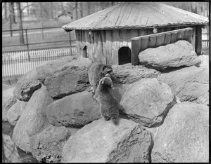 Raccoons kissing - Franklin Park Zoo