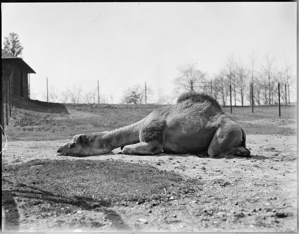 Camel - Franklin Park Zoo