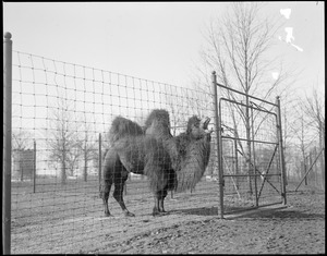 Camel laughs at Franklin Park Zoo