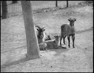 Tahr goats - Franklin Park Zoo