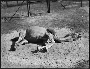 Camel asleep - Franklin Park Zoo