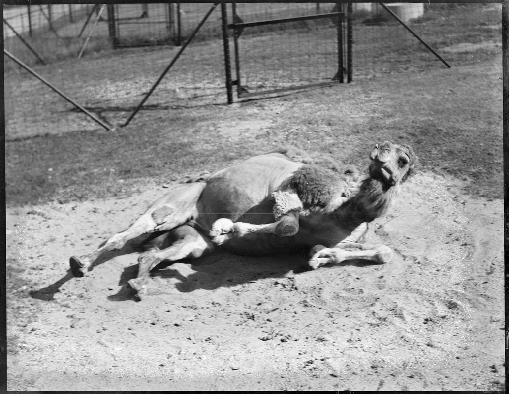 Camel - Franklin Park Zoo