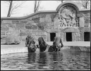 Franklin Park Zoo: Russian brown bears Rose, Marie, and Harry going in for a swim on a hot day