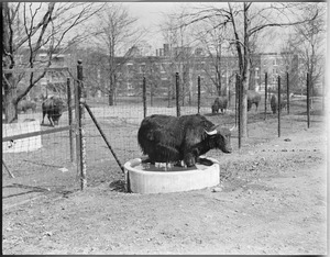 Franklin Park Zoo: Yak standing in water trough to cool off.