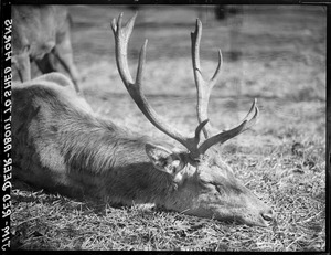 Red deer: Franklin Park Zoo