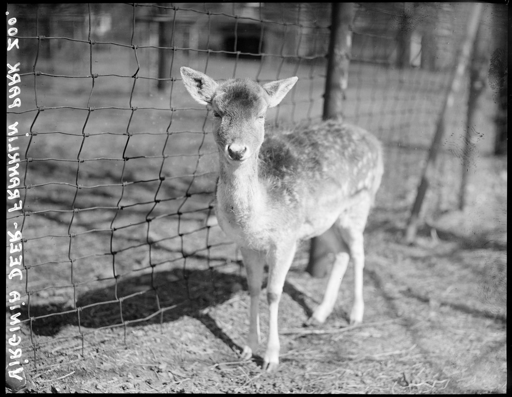 Baby deer: Franklin Park Zoo