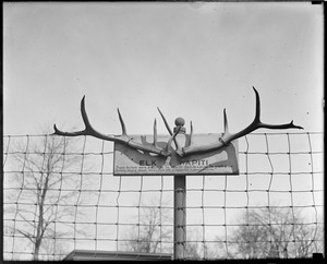 Franklin Park Zoo: elk horns