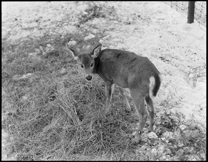 Franklin Park Zoo: deer