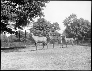 Franklin Park Zoo: deer family: mother, father, and young