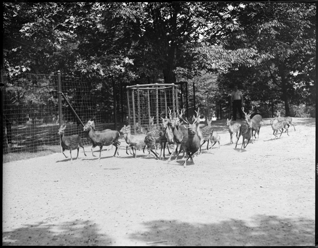 Franklin Park Zoo: mother, father, and young, deer family