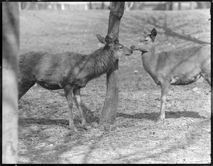 Red deer at Franklin Park Zoo