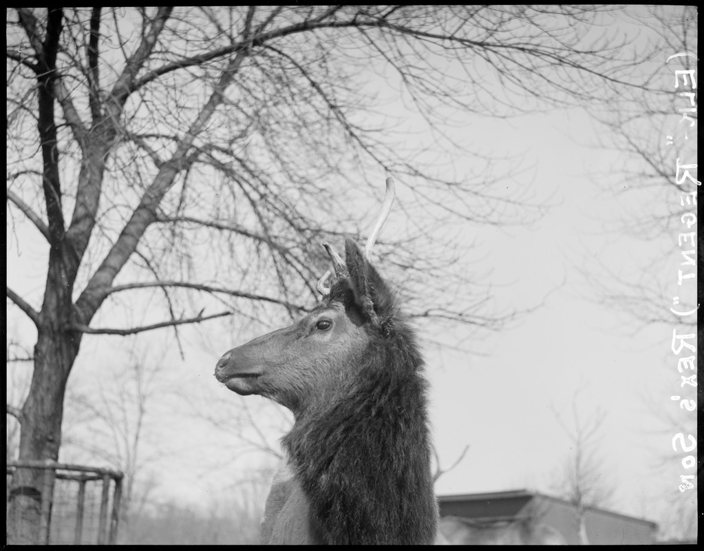 Franklin Park Zoo: Regent poses for a picture