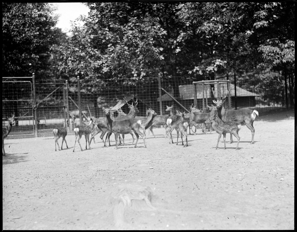 Franklin Park Zoo: elk and deer