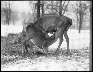 Franklin Park Zoo: baby deer has lunch