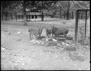 Deer & pigeons eat together - Franklin Park Zoo