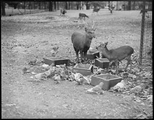 Deer & pigeons eat together - Franklin Park Zoo