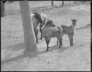 Tahr goats - Franklin Park Zoo