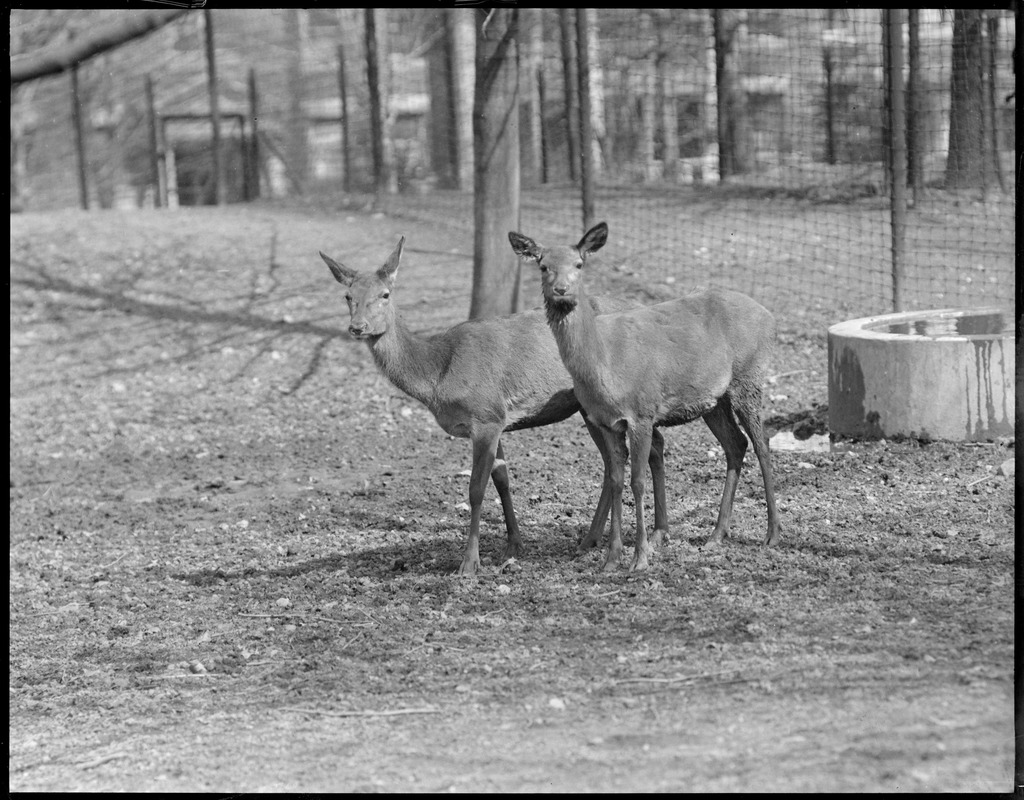 European red deer - Franklin Park Zoo