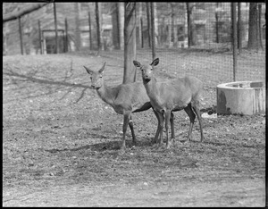 European red deer - Franklin Park Zoo