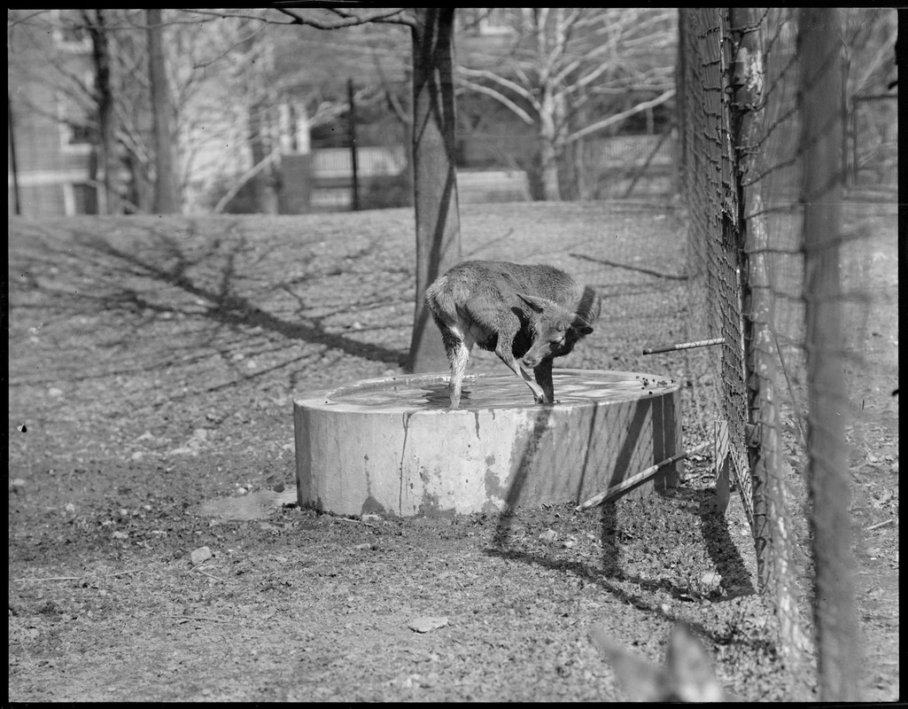 European red deer - Franklin Park Zoo