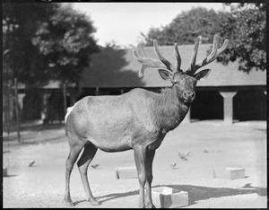 American elk - male - Franklin Park Zoo