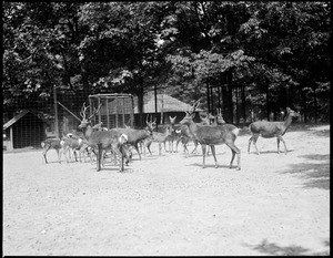 Deer - Franklin Park Zoo