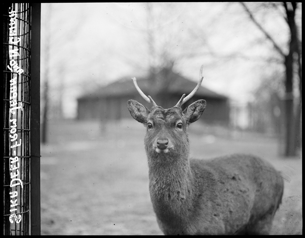 Deer - Franklin Park Zoo