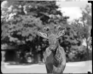 American elk - Franklin Park Zoo