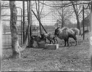 Tahr goats from the Himalayas - Franklin Park Zoo