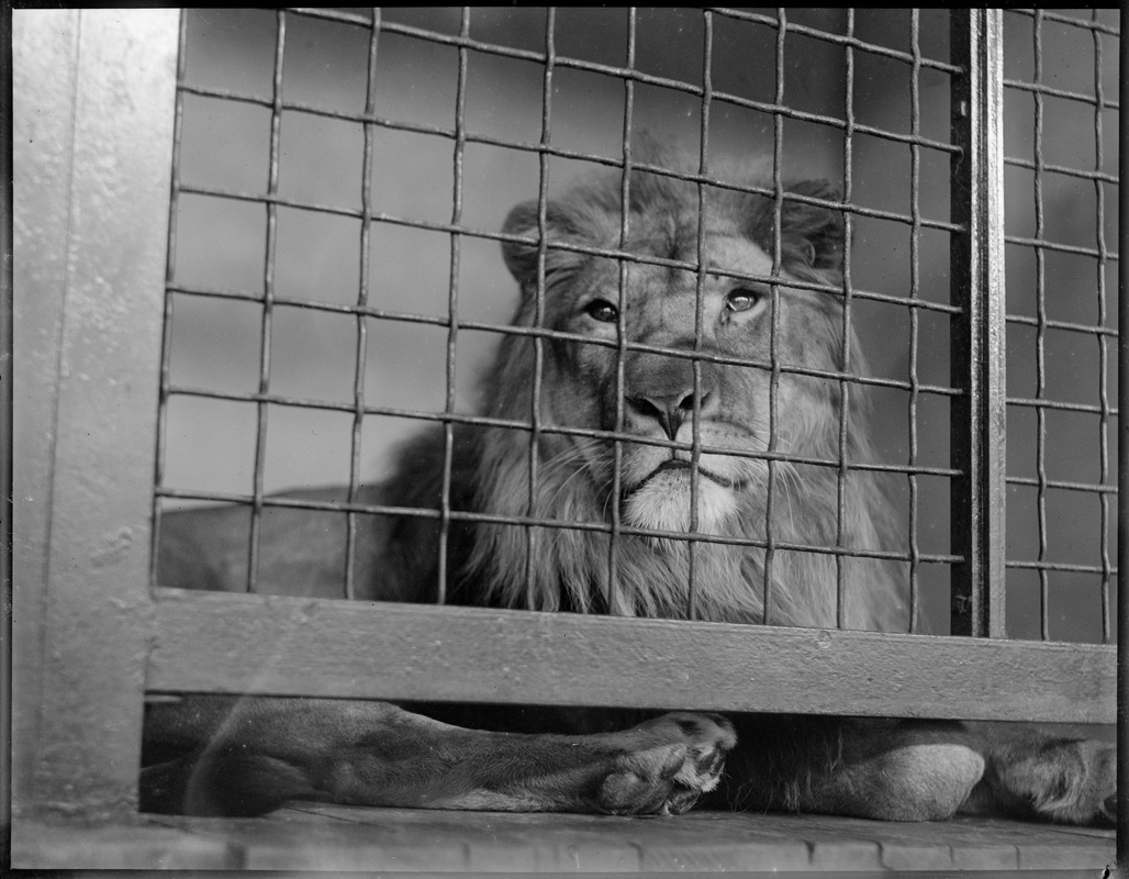 Lion, Franklin Park Zoo