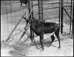 Sable antelope arrives at the Franklin Park Zoo