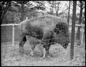 Buffalo & young - Franklin Park Zoo