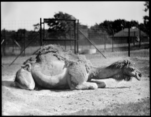 Camel - Franklin Park Zoo