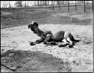 Camel - Franklin Park Zoo