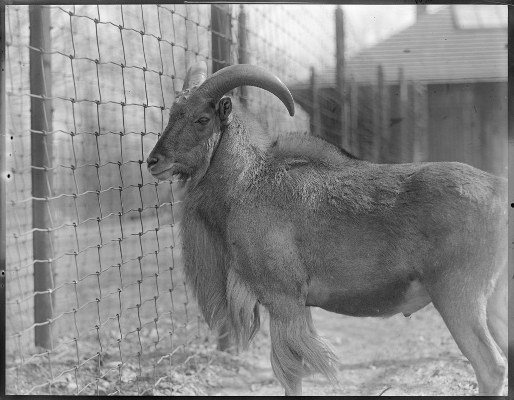 Aoudad, or Barbary sheep, of Africa - Franklin Park Zoo