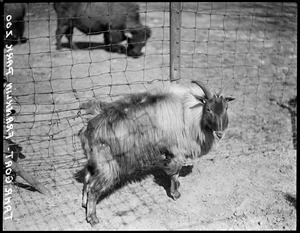 Tahr goat from the Himalayas - Franklin Park Zoo