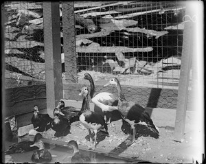 Franklin Park Zoo: ducks