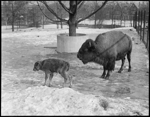 Buffalo & young - Franklin Park Zoo