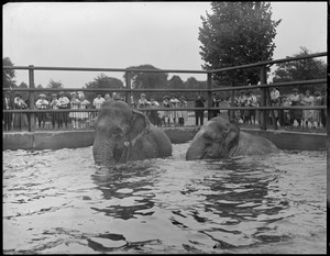 Elephant bath - Franklin Park Zoo