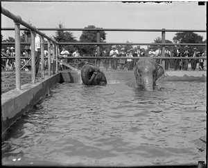 Elephants bathing in Franklin Park