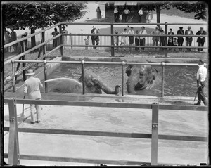 Elephants bathing at Franklin Park Zoo