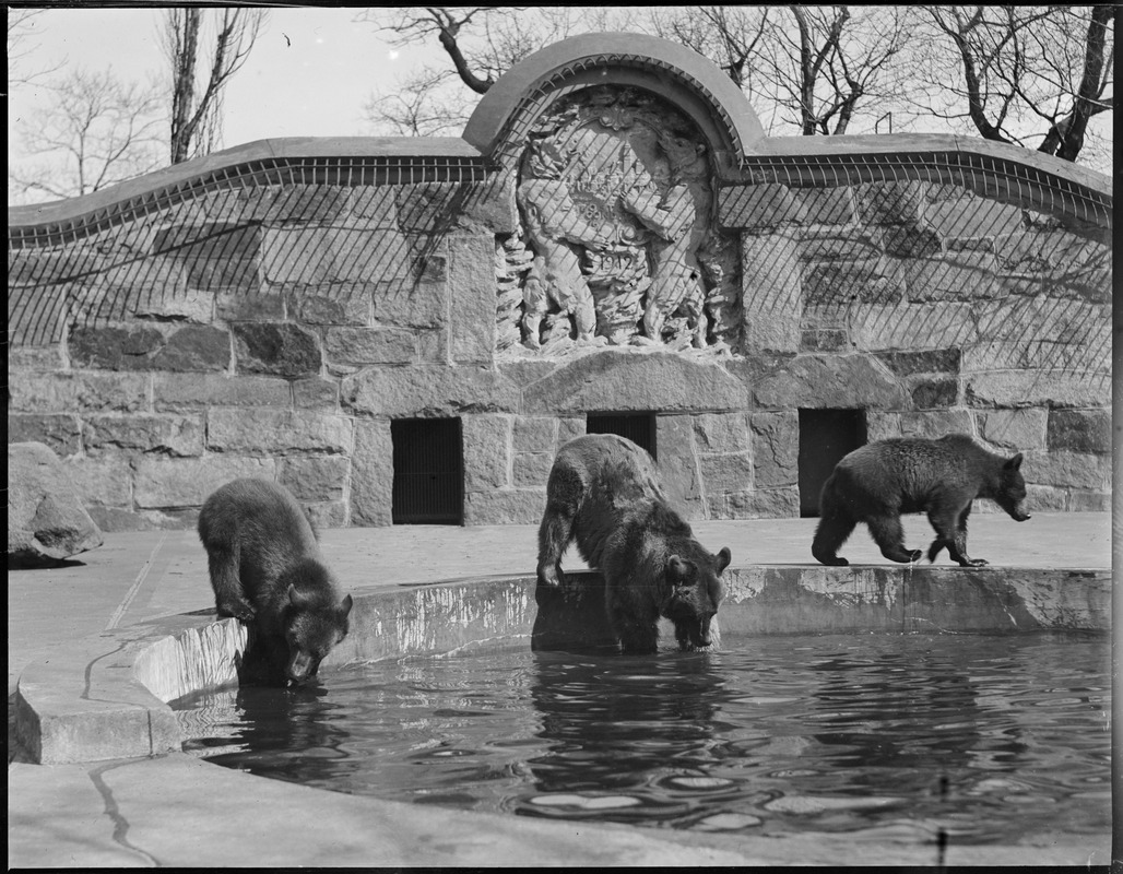Franklin Park Zoo: Russian brown bears Rose, Marie, and Harry going in for a swim on a hot day.