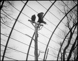 Turkey buzzard and black vulture - Franklin Park bird cage