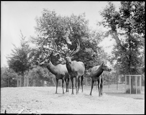 Elks at the park (Franklin)