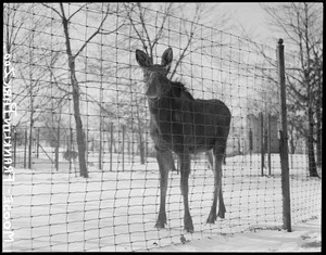 Moose, Franklin Park Zoo