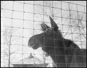 Moose, Franklin Park Zoo