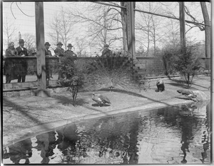 Peacocks